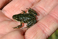 Cascades Frog