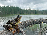 Cascades Frog