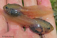 Cascades Frog Tadpoles