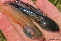 Cascades Frog Tadpoles