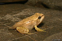 Cascades Frog