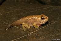 Cascades Frog