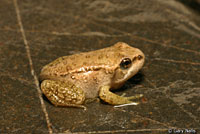 Cascades Frog