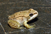 Cascades Frog