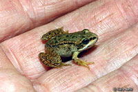 Cascades Frog