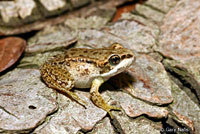 Cascades Frog