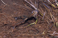 Cascades Frog