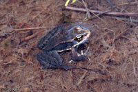 Cascades Frog