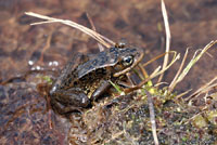 Cascades Frog