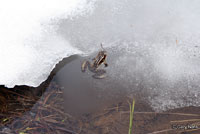 Cascades Frog