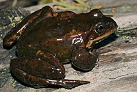 Cascades Frog