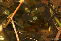 Cascades Frog Tadpoles