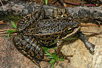 Cascades Frog