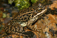 Cascades Frog