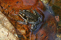 Cascades Frog