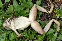 Cascades Frog