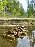 Cascades Frog