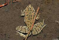 Cascades Frog