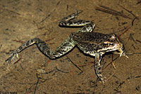 Cascades Frog