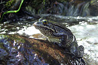 Cascades Frog