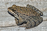 Cascades Frog