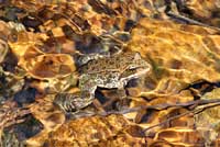 Cascades Frog