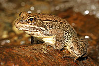 Cascades Frog