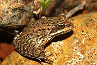 Cascades Frog