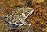 Cascades Frog