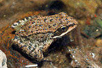 Cascades Frog