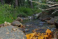 Cascades Frog