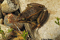 Cascades Frog