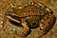 Cascades Frog