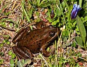 Cascades Frog