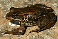 Cascades Frog