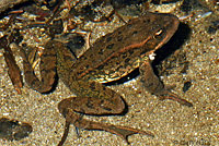 Cascades Frog