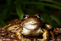 Cascades Frog