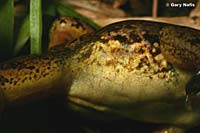 Cascades Frog