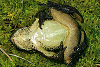 Cascades Frog