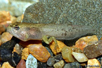 Cascades Frog Tadpoles