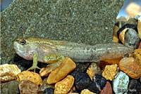 Cascades Frog Tadpoles