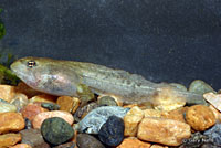 Cascades Frog Tadpoles