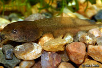 Cascades Frog Tadpoles