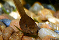 Cascades Frog Tadpoles