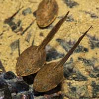 Cascades Frog Tadpoles