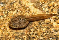 Cascades Frog Tadpoles