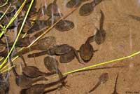 Cascades Frog Tadpoles