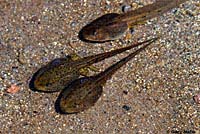 Cascades Frog Tadpoles