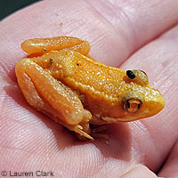 Cascades Frog