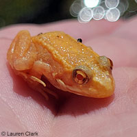 Cascades Frog